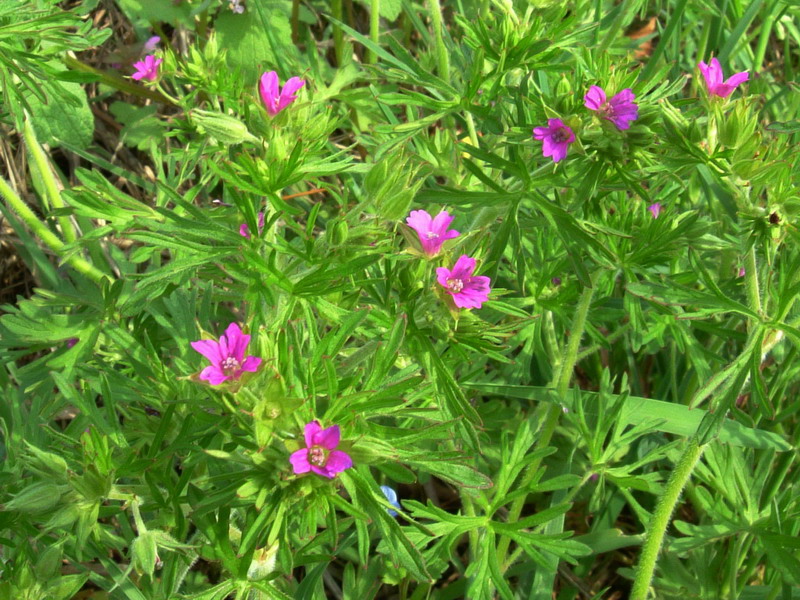 Geranium dissectum