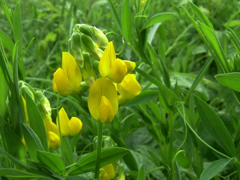 Lathyrus pratensis / Cicerchia dei prati