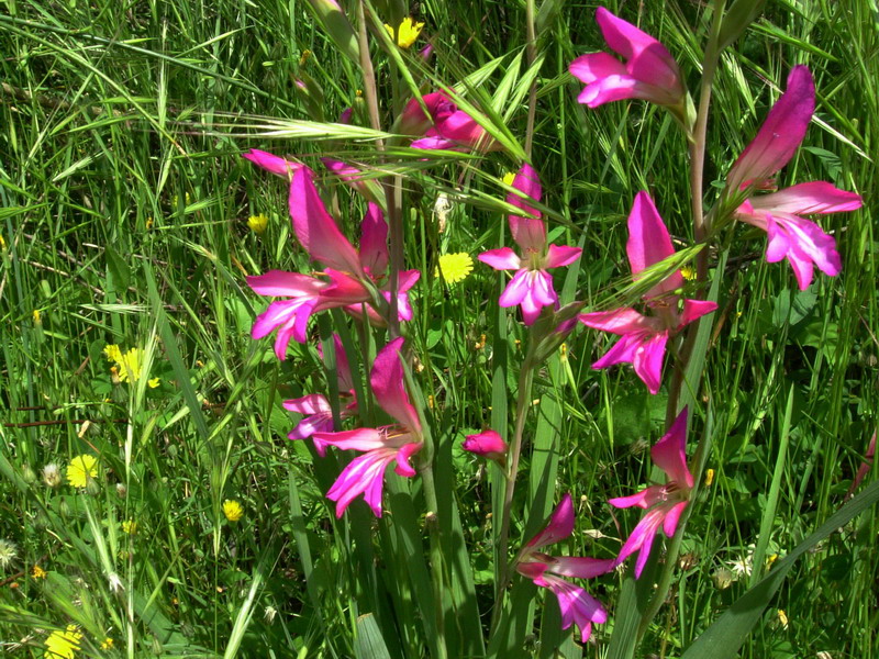 Iridacea - Gladiolus cfr. communis