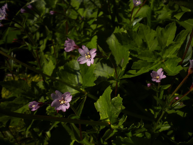 Epilobium alsinifolium (Myrtales - Onagraceae)