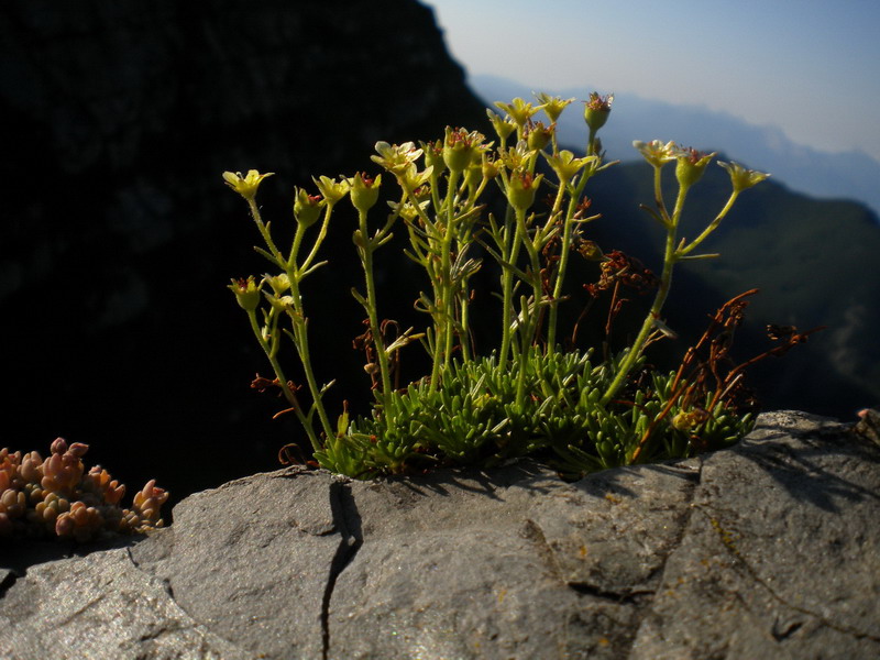 Saxifraga exarata. subsp. moschata