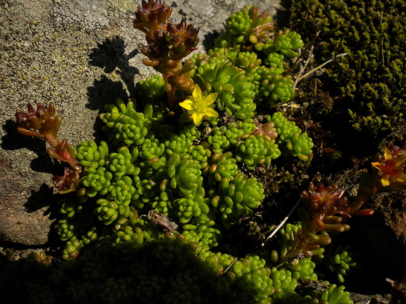 Sedum alpestre / Borracina alpestre