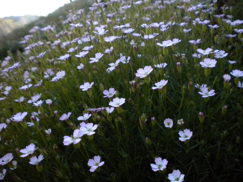 Silene pusilla  subsp. pusilla