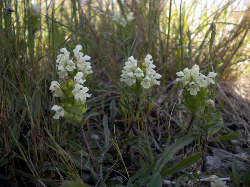 Prunella laciniata / Prunella gialla