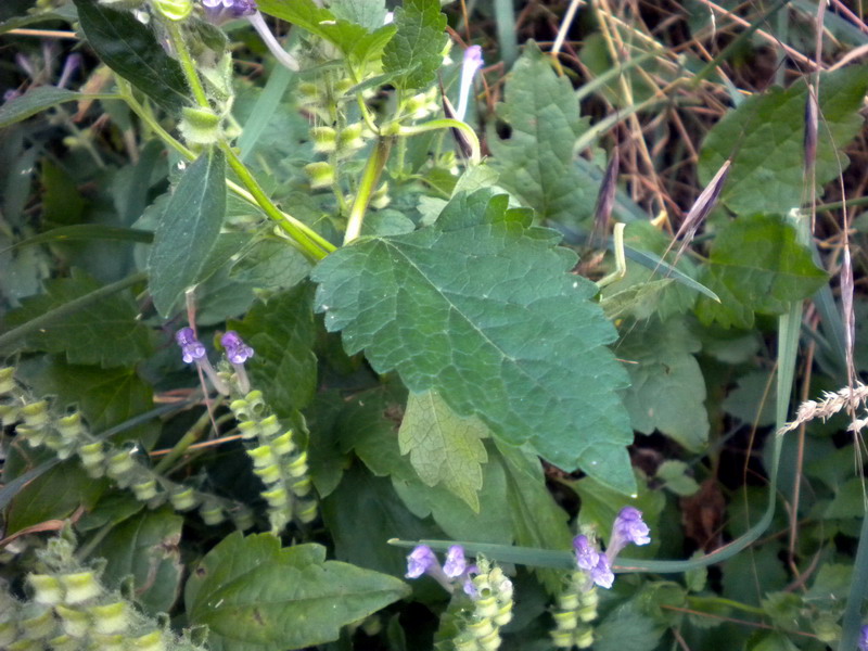 Scutellaria columnae / Scutellaria di Colonna