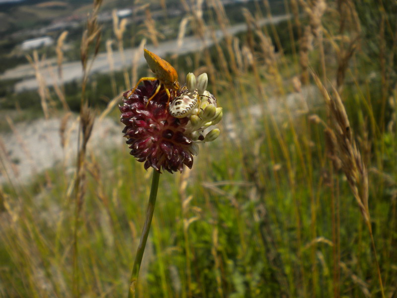 Allium vineale / Aglio delle vigne