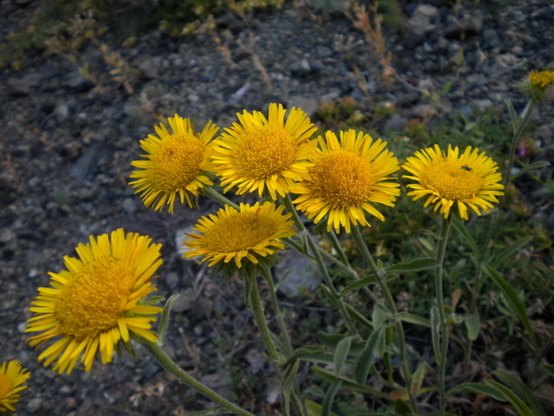 Pentanema montanum (=Inula montana) / Enula montana