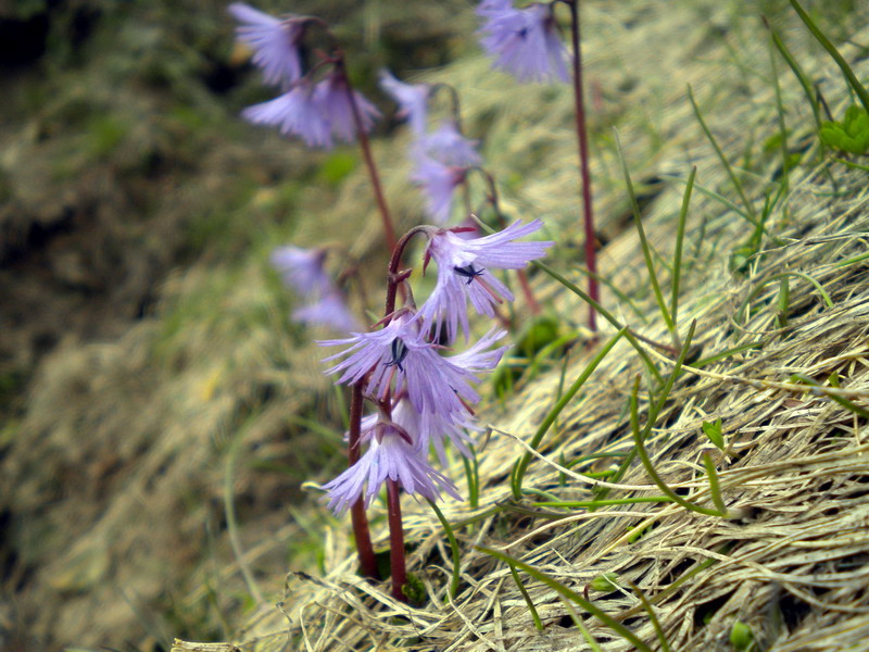 Soldanella alpina