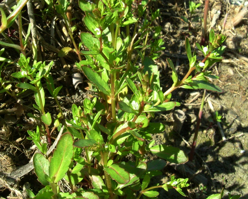 Piccolissimo fiore - Veronica sp.