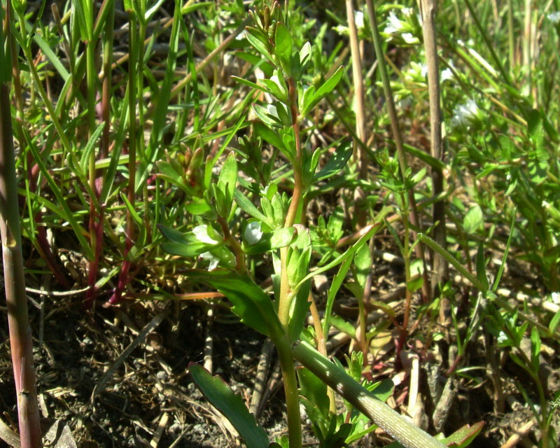 Piccolissimo fiore - Veronica sp.