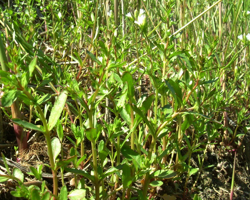 Piccolissimo fiore - Veronica sp.