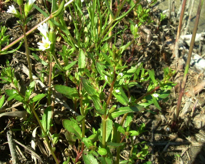 Piccolissimo fiore - Veronica sp.