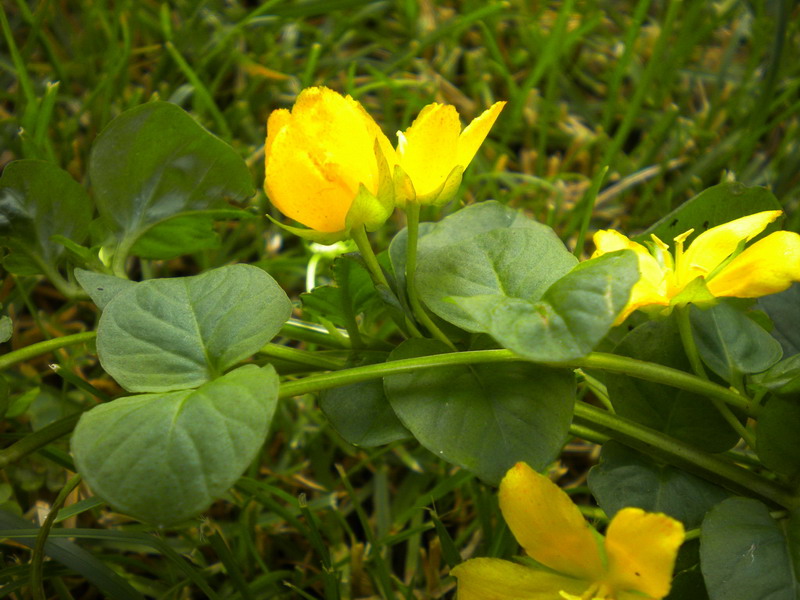 Lysimachia nummularia / Mazza d''oro minore