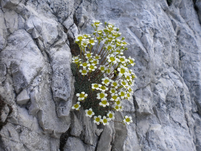 Saxifraga squarrosa / Sassifraga delle Dolomiti