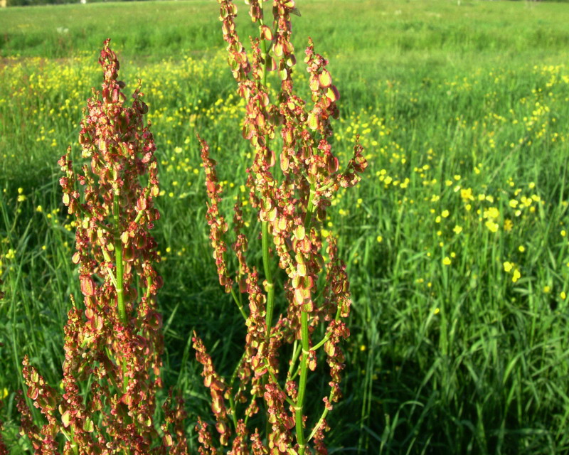 Rumex acetosa / Acetosa