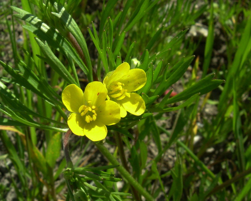 Ranunculus arvensis / Ranuncolo dei campi