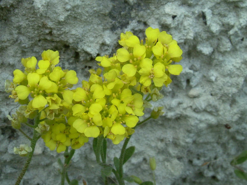 Alyssum montanum