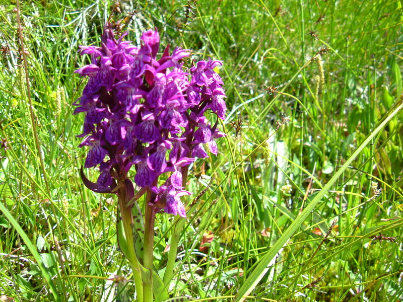 Dactylorhiza majalis ?