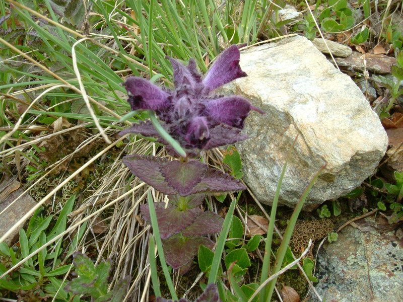 Alta Valfurva: Bartsia alpina