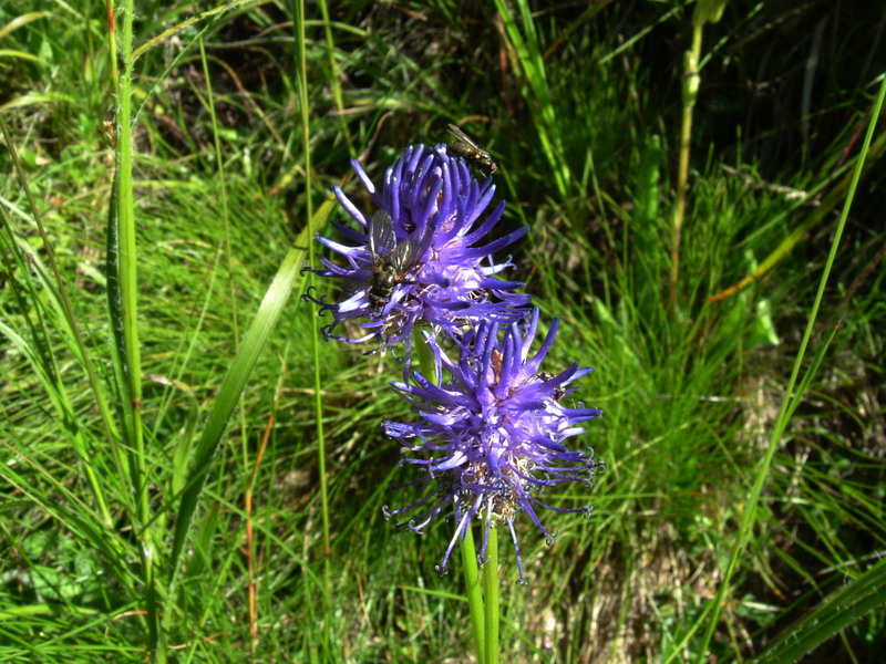 Flora alpina 4 - Phyteuma cfr. betonicifolium