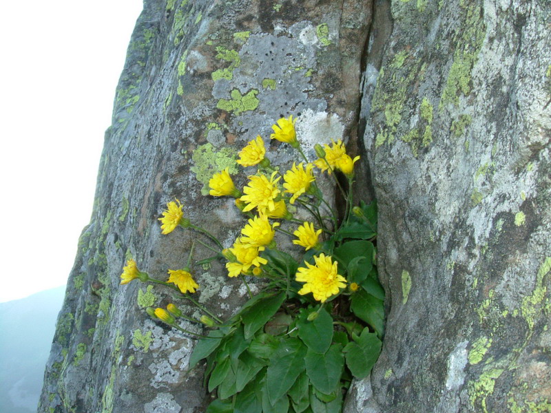 Ex parco del gigante4 - Hieracium sp.