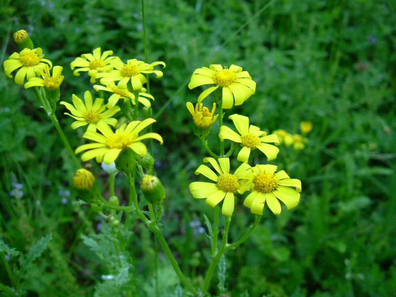 Da determinare - Senecio sp.