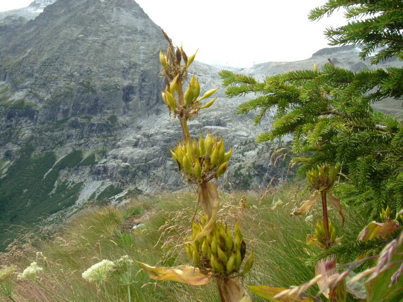 Alta val Genova 4 - Gentiana lutea