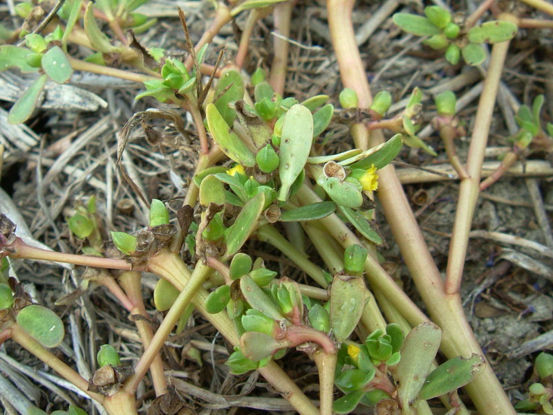 Nella stoppia 3 Portulaca oleracea