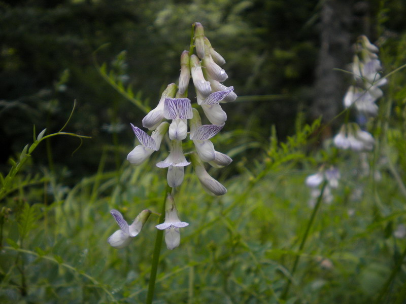 Vicia sylvatica L. / Veccia selvatica