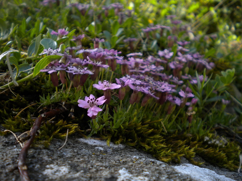 V.Aosta - Silene acaulis subsp.longiscapa