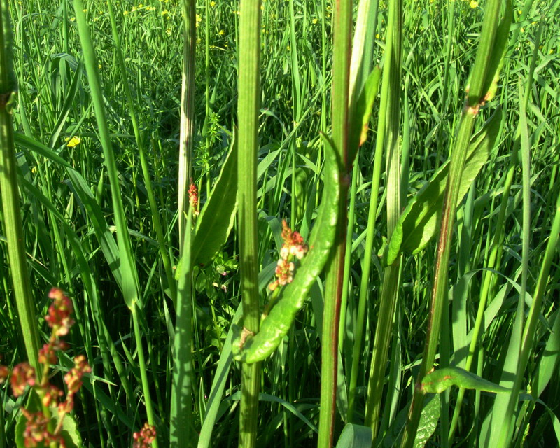 Rumex acetosa / Acetosa