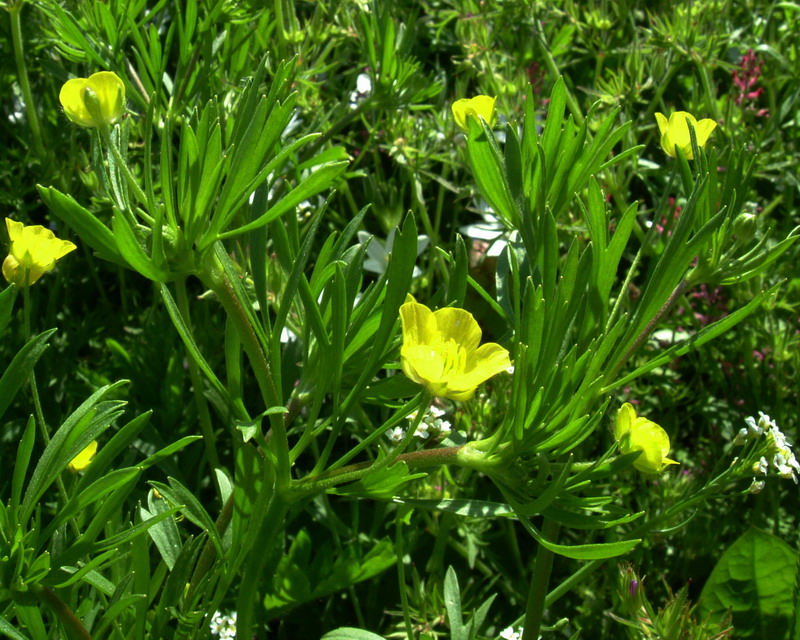 Ranunculus arvensis / Ranuncolo dei campi