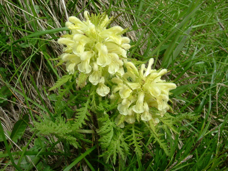 Pedicularis foliosa / Pedicolare fronzuta