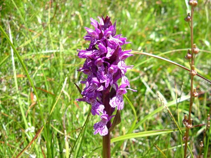 Dactylorhiza majalis ?