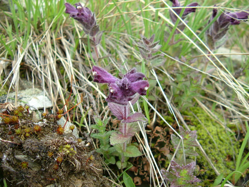 Alta Valfurva: Bartsia alpina