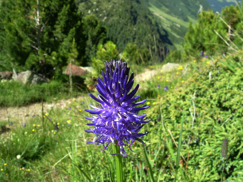 Flora alpina 4 - Phyteuma cfr. betonicifolium