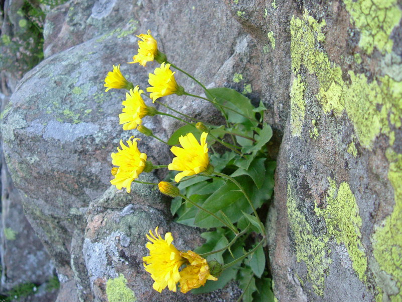 Ex parco del gigante4 - Hieracium sp.