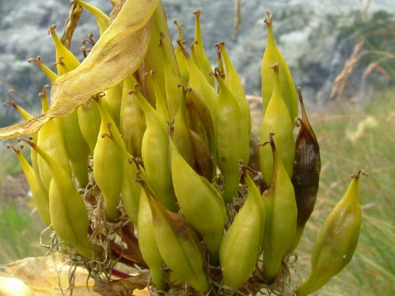 Alta val Genova 4 - Gentiana lutea