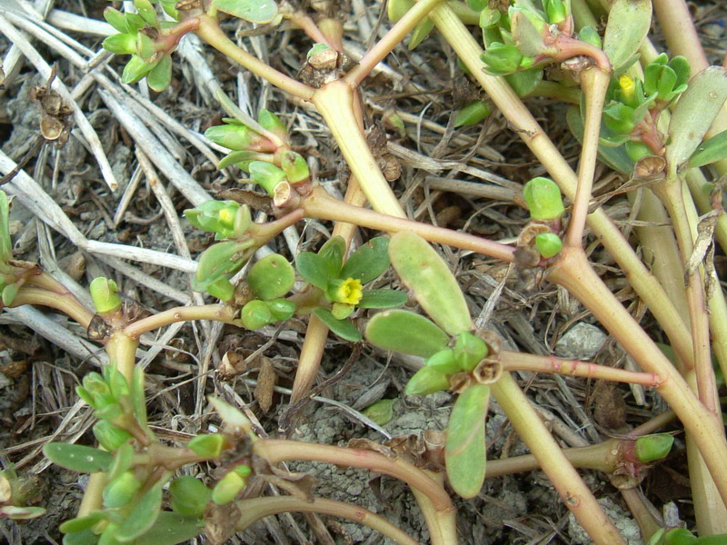 Nella stoppia 3 Portulaca oleracea