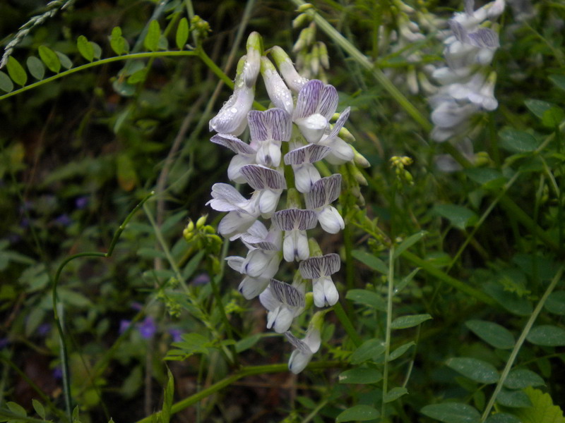 Vicia sylvatica L. / Veccia selvatica