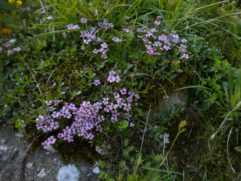 V.Aosta - Silene acaulis subsp.longiscapa