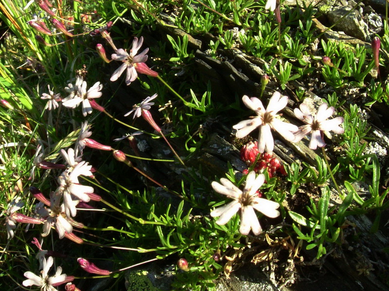 Silene saxifraga