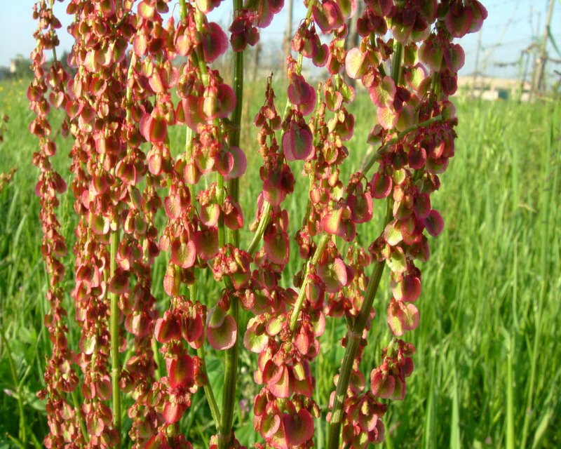 Rumex acetosa / Acetosa