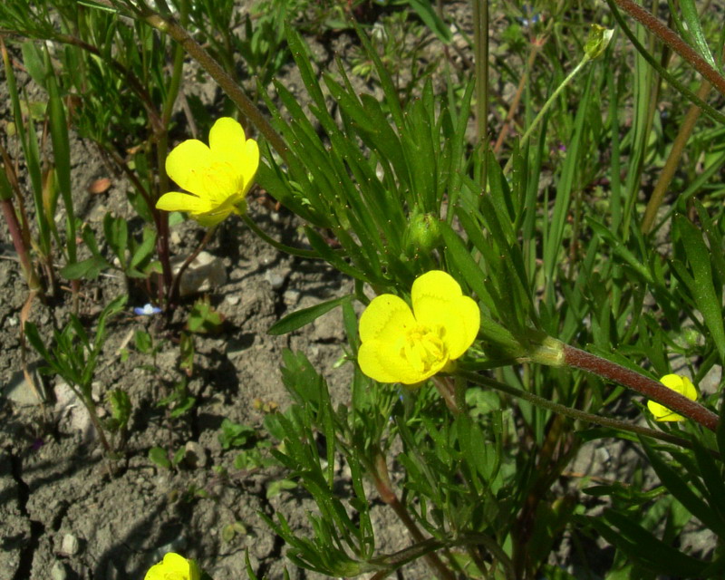 Ranunculus arvensis / Ranuncolo dei campi