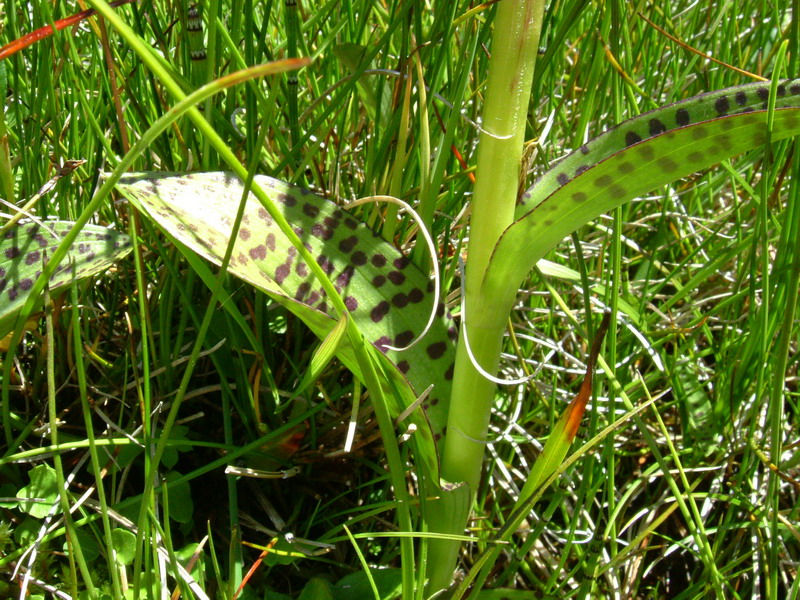 Dactylorhiza majalis ?