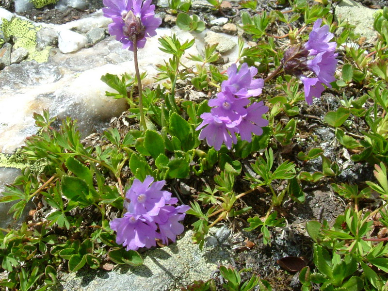 Primula glutinosa / Primula vischiosa