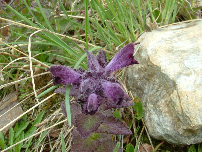 Alta Valfurva: Bartsia alpina