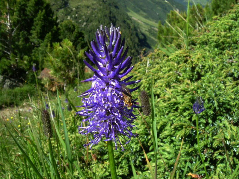 Flora alpina 4 - Phyteuma cfr. betonicifolium