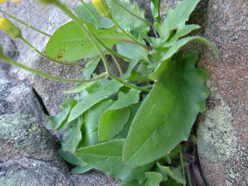 Ex parco del gigante4 - Hieracium sp.