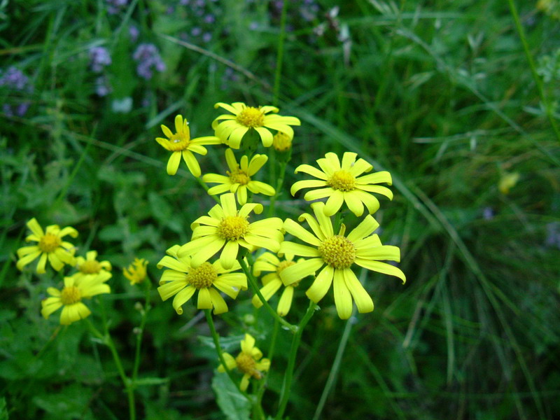 Da determinare - Senecio sp.